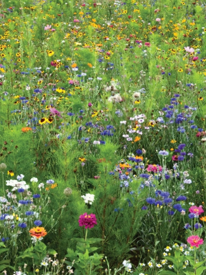 Eastern Canadian Wildflower Mix