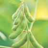 Beans Edamame