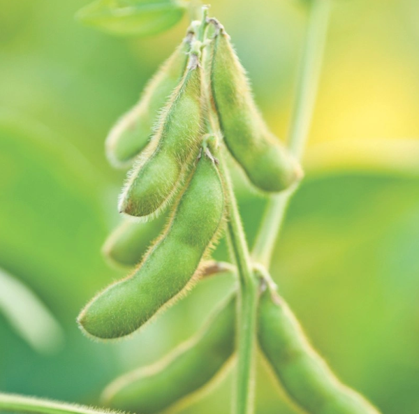Beans Edamame