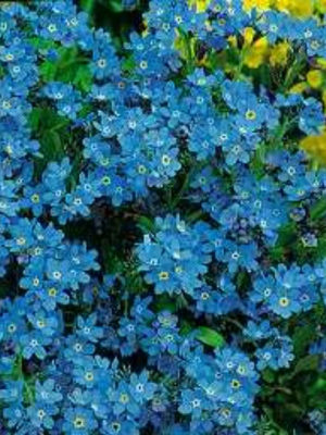 Forget-Me-Not Myosotis Blue
