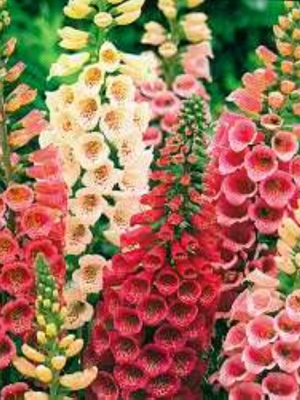 Foxglove Showy Mixture