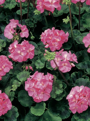 Geraniums Pink