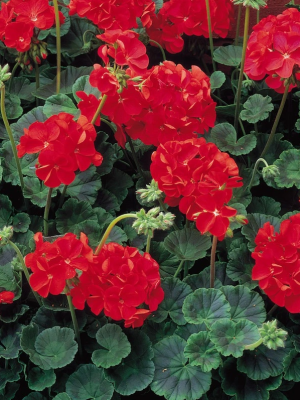 Geraniums Red