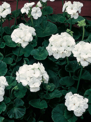 Geraniums White