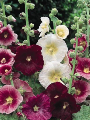 Hollyhock Indian Springs Mix