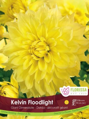 Dahlia Kelvin Floodlight