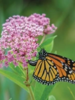 Milkweed Carmine Rose