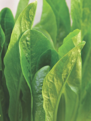 Lettuce Parris Island Cos