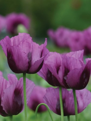 Poppy - Hungarian Blue