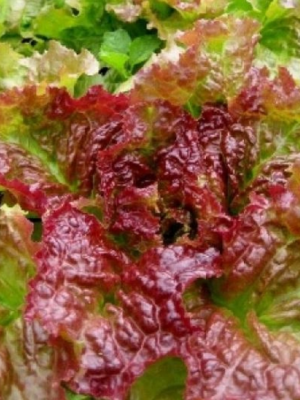 Lettuce Prizehead