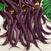 Beans Royal Burgundy