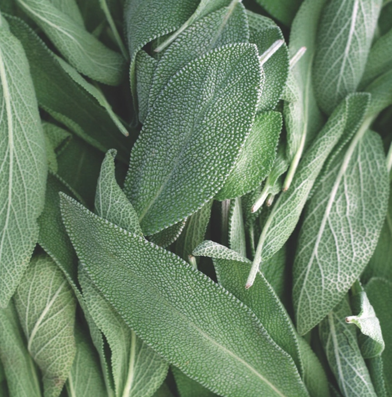 Sage