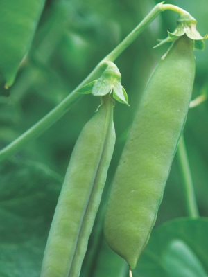 Sugar Snap Pea
