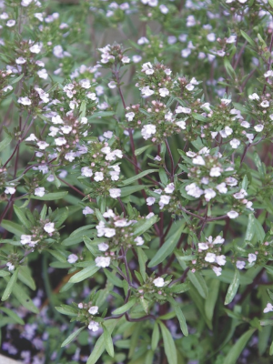 Summer Savory