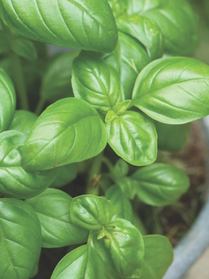 Sweet Basil