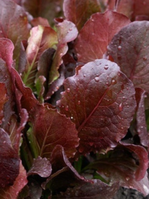 Lettuce Taboo