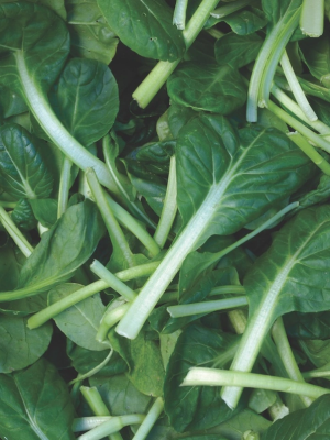 Tatsoi