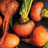 Beet Touchstone Gold
