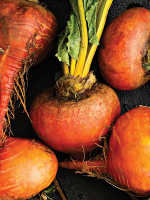 Beet Touchstone Gold