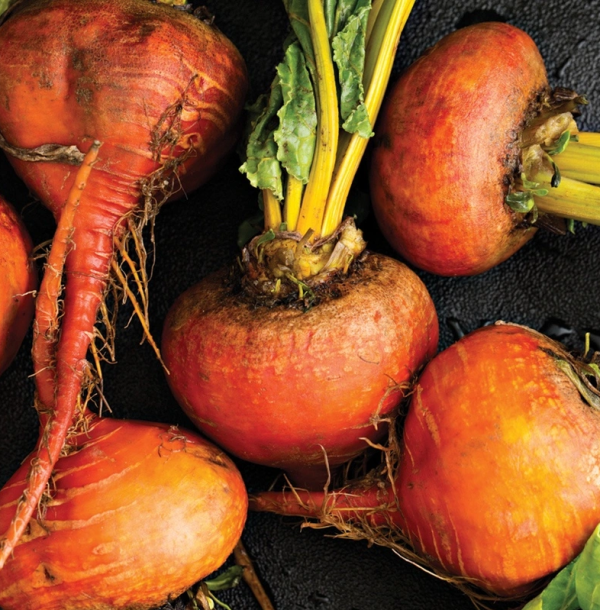 Beet Touchstone Gold