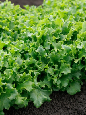 Lettuce Wizard