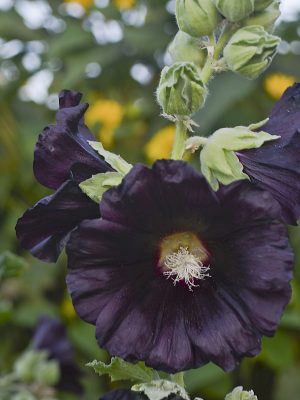Hollyhock "Blacknight"