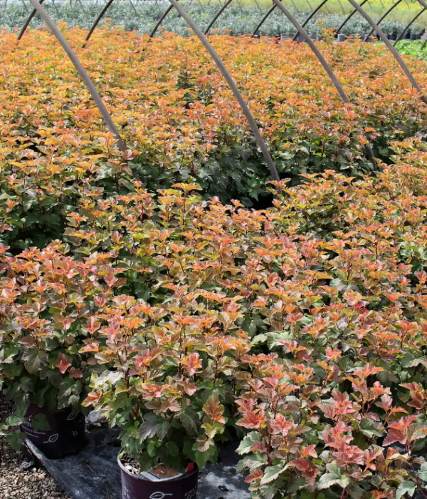 Amber Jubilee Ninebark