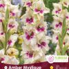 Gladiolus Amber Mystique