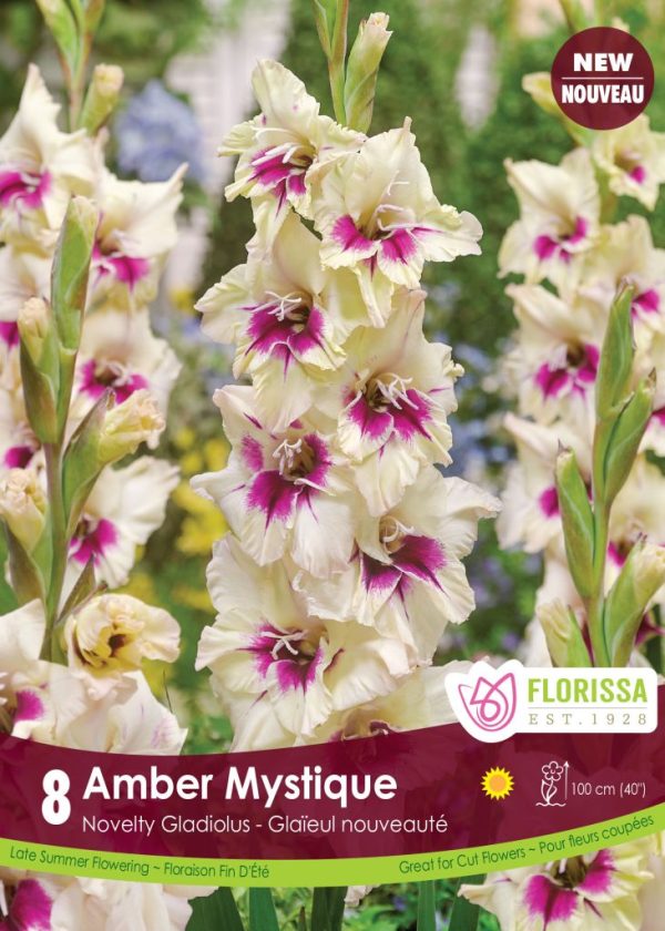 Gladiolus Amber Mystique