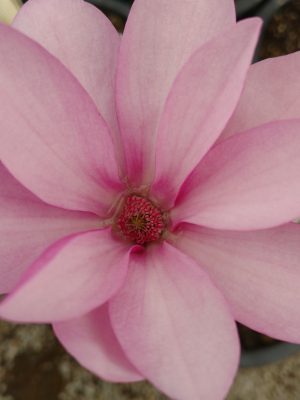 Ann Magnolia