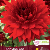 Dahlia Babylon Red