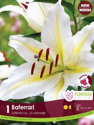 Lily Baferrari