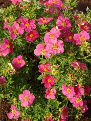 Potentilla Bella Bellissima
