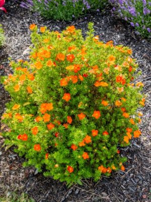 Potentilla Bella Sol