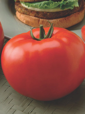 Tomato Big Beef Hybrid