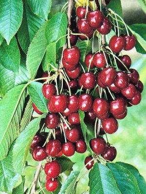 Bing Cherry