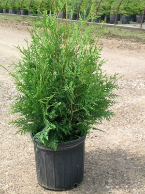 Black Cedar
