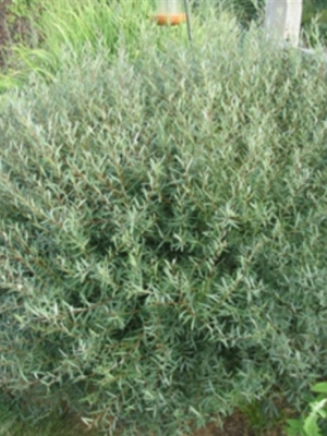 Blue Arctic Willow "Nana"
