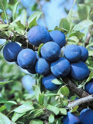Damson Plum