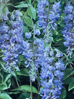 Blue Moon Wisteria