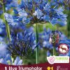 Blue Triumphator