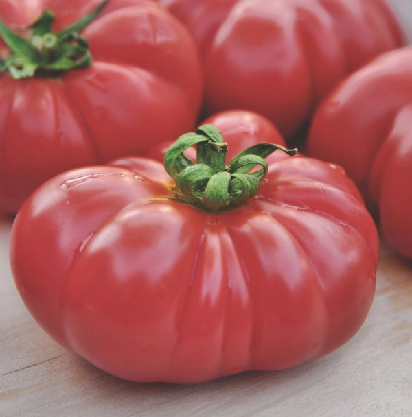 Tomato Brandywine