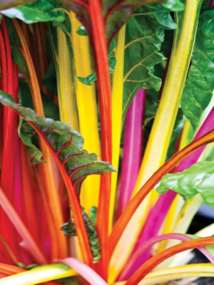 Swiss Chard Bright Lights