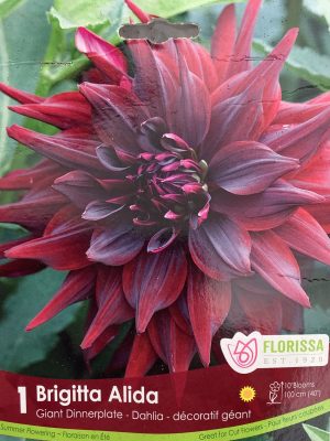Dahlia Brigitta Alida