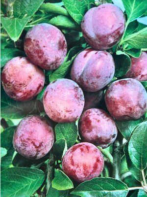 Brookred Plum
