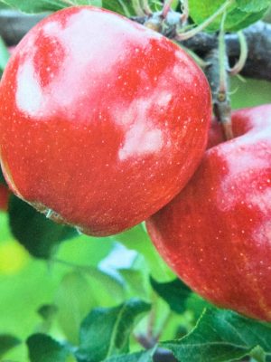 Apple Buckeye Gala