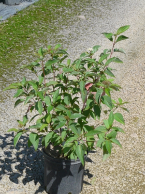 Bud's Yellow Dogwood