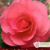 Begonia Camelia Pink