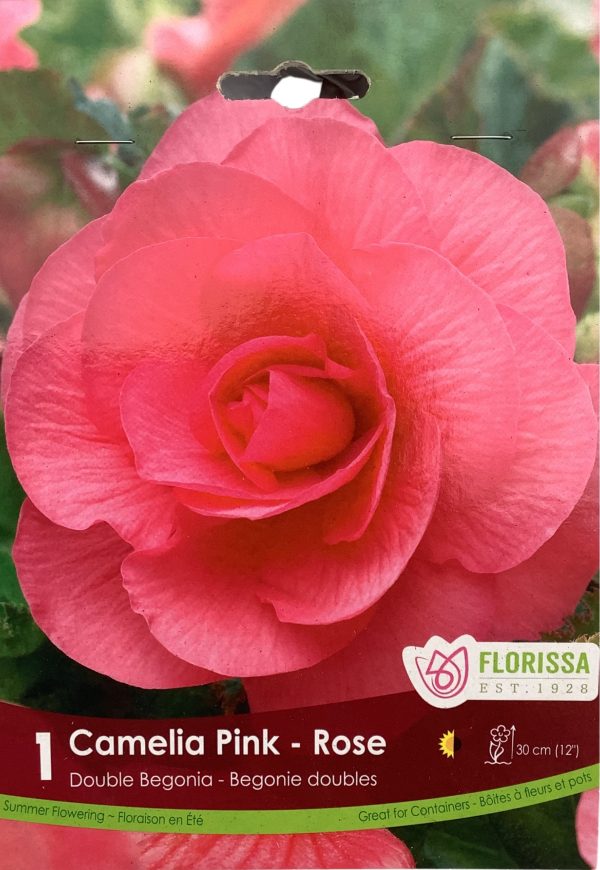 Begonia Camelia Pink