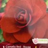 Begonia Camelia Red
